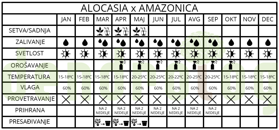 Alocasia x amazonica Alocasia