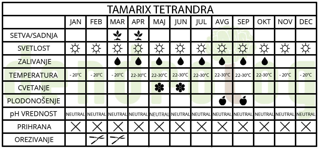 Tamarix tetrandra