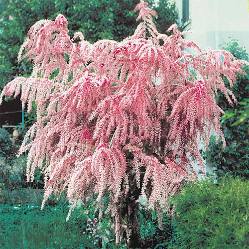 Tamarix tetrandra Tamarix dendrolog