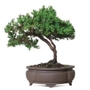 Koja biljka vam odgovara po horoskopu? jarac bonsai
