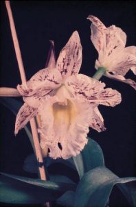 Phalaenopsis orhideje 1 CMV virus dendrolog