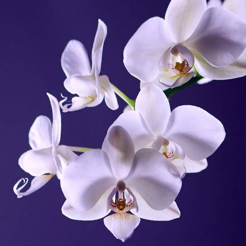 kako da vase orhideje budu zdrave i srecne dendrolog