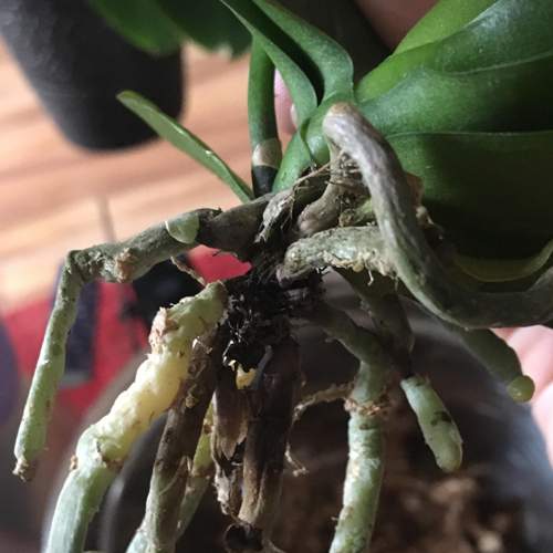 truljenje-korena-kod-phalaenopsis-orhideje-dendrolog