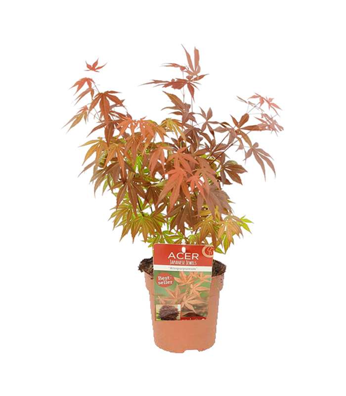 Acer-palmatum-atropurpureum-Dendrolog Acer palmatum atropurpureum Dendrolog