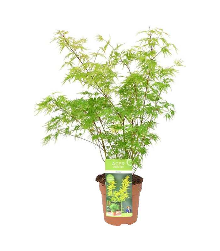 Acer-palmatum-dissectum-Dendrolog Acer palmatum dissectum Dendrolog