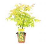 Acer palmatum orange dream Dendrolog