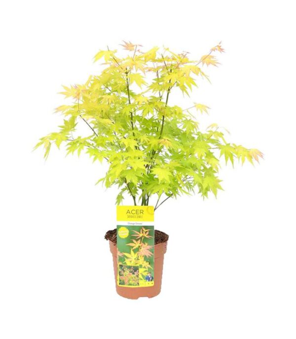 Acer palmatum orange dream Dendrolog