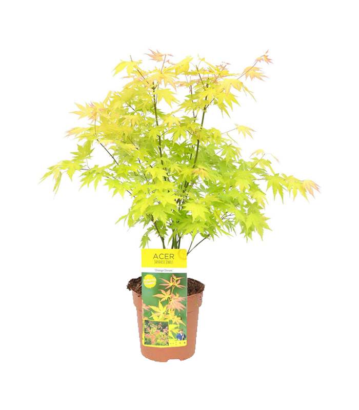 Acer-palmatum-orange-dream-Dendrolog Acer palmatum orange dream Dendrolog