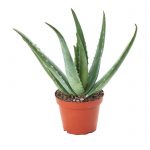 Aloe vera Dendrolog