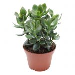 Crassula ovata 30cm Dendrolog