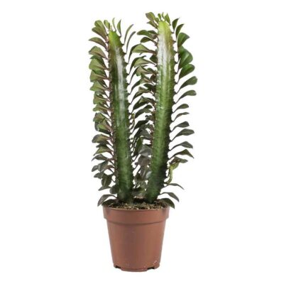 Euphorbia Dendrolog