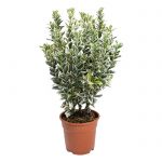 Euonymus fortunei emerald 20cm Dendrolog