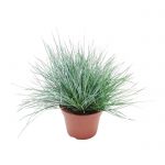 Festuca glauca Plava vlasuljaDendrolog