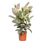 Ficus elastica variegata Dendrolog