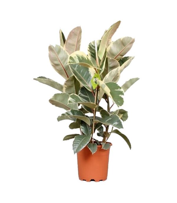 Ficus elastica variegata Dendrolog