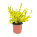 Forsythia europaea Dendrolog