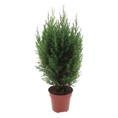 Juniperus stricta Dendrolog