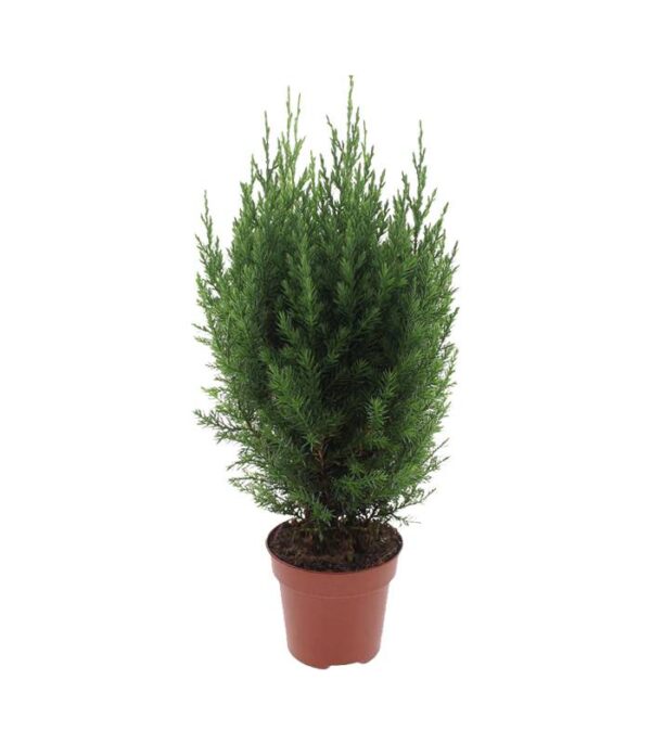 Juniperus stricta Dendrolog
