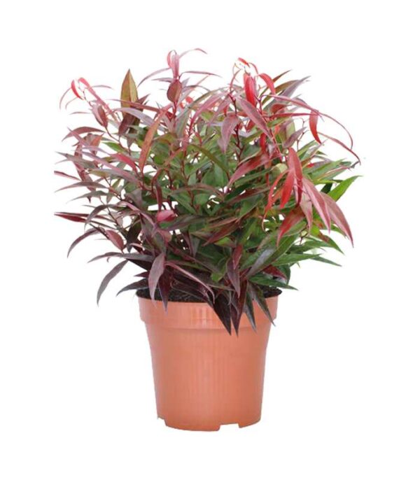 Leucothoe Scarletta LeukotaDendrolog