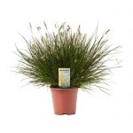 Penissetum 100cm Dendrolog