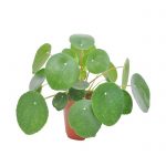 Pilea peperomioides 15cm Dendrolog