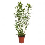 Prunus laurocerasus Lovor višnja 50cm Dendrolog