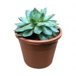 Sempervivum tectorum - Čuvarkuća Dendrolog