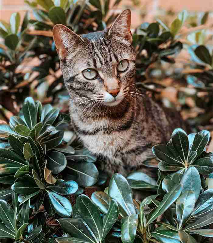 Sobne biljke otrovne za mačke Dendrolog