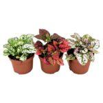 Hypoestes mix Dendrolog