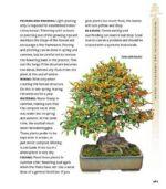 The bonsai beginners bible detalj Dendrolog