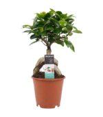 Ficus bonsai ginseng 35cm Dendrolog