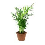 Chamaedorea elegans 40cm Dendrolog