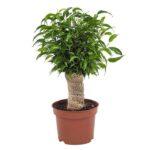 Ficus benjamina natasja Dendrolog